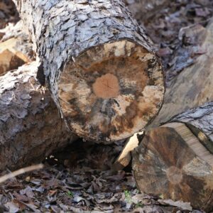 Troncs de Roure 30cm