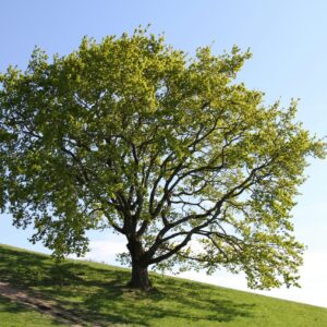Troncs de roure 30 cm