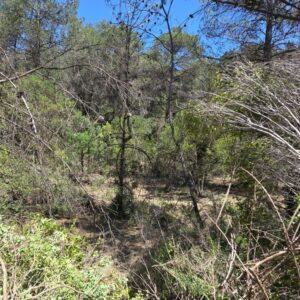 Gestió forestal