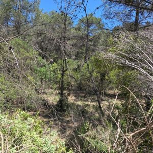 Gestión forestal