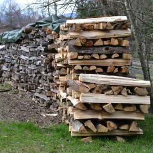 troncs