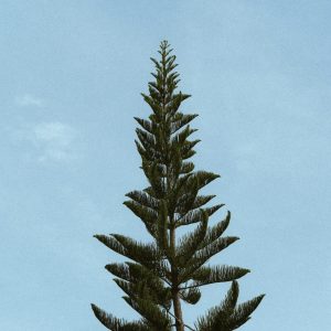pines