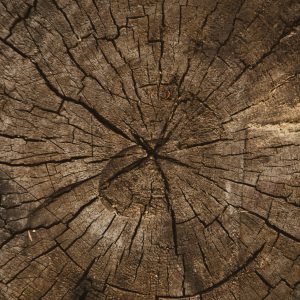 volodymyr-hryshchenko-6YtOaq-PyHY-unsplash